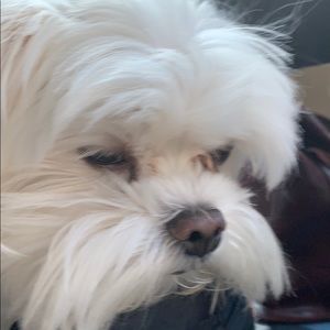 Meet your Posher, Isabella